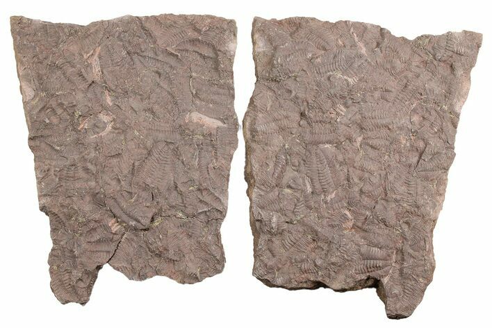 Ordovician Trilobite Mortality Plate (Pos/Neg) - Morocco #254773